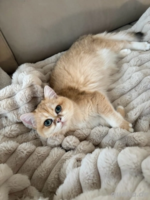 BKH Katze Golden Shell 