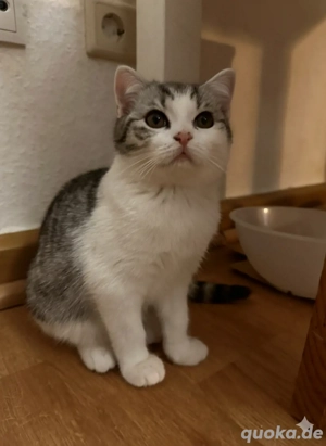    Lieber 3 Monate alter Kater sucht ein neues Zuhause