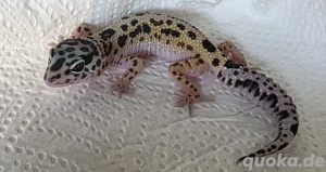 0.1 Bold Leopardgecko aus 2025