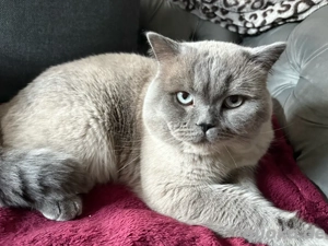 british kurzhaar kater bluepoint