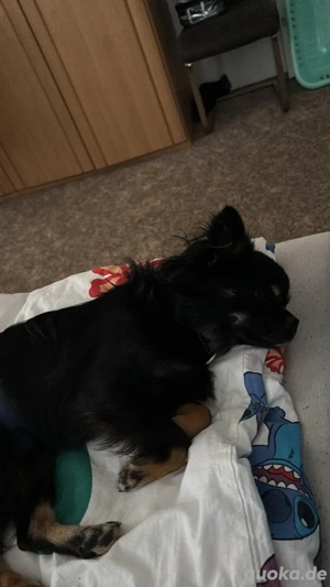 Pomchi mix zu verkaufen