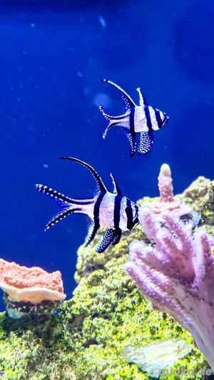 Pterapogon kauderni Banggai Kardinalbarsch