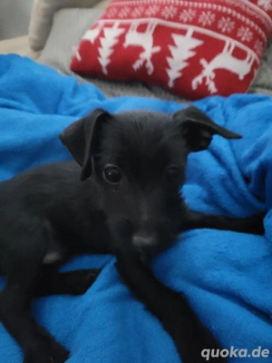 Prager rattler welbenmix sucht neues Zuhause 