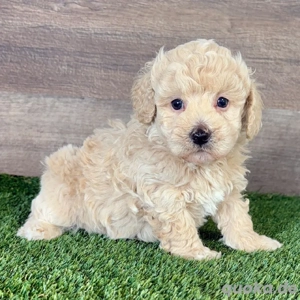 Maltipoo Welpen