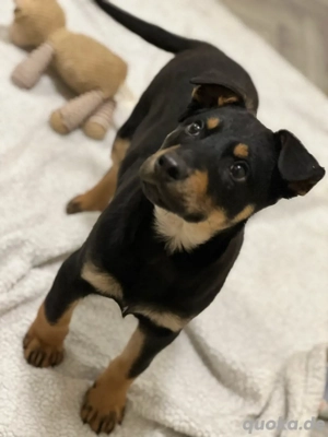 Herzenshund Max sucht sein Für-immer-Zuhause 