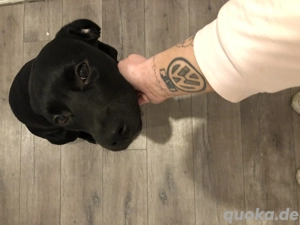 Labradore rauerdackel mix 