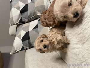 Mini Maltipoos suchen demnächst neue Familien 