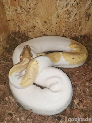 1.0 Königspython Banana Piebald (FM)