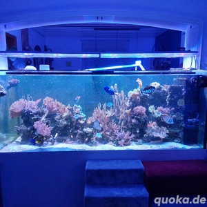 Meerwasseraquarium 2,00m x 0,80m x 0,80m 