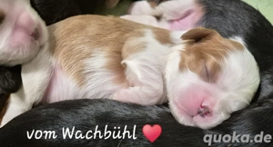 Wunderschöne Cavalier King Charles Spaniel Welpen aus seriöser Zucht mit Ahnentafel 