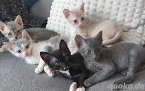 Seltene Ural Rex Kitten mit Stammbaum aus Championverpaarung für Frühjahr 2027 geplant