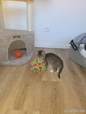 Katze Kater Hauskatze EKH