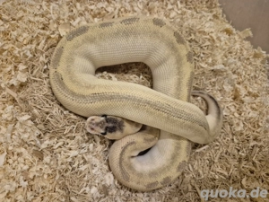 Python regius 1.0   Champagne Mojave Het. Clown