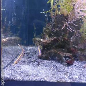 Meerwasseraquarium komplett Bild 2