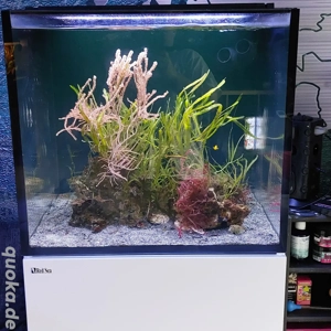 Meerwasseraquarium komplett Bild 3