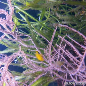 Meerwasseraquarium komplett Bild 5