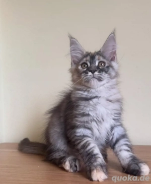 Reinrassiges Maine Coon Kitten
