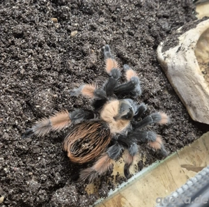 1.1 Brachypelma Emilia von 2020 tausch gegen Schlangen möglich 