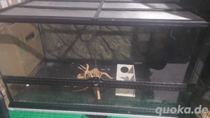 Exo Terra Terrarium 90x45x45 mit Gazedeckel
