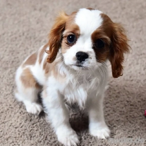 Cavalier King Charles Spaniel-Welpen   12 Wochen alt (3 Hündinnen, 2 Rüden)