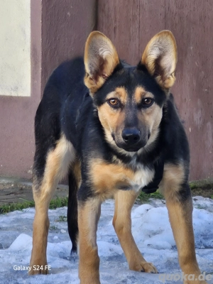 Dora - Schäferhund-Mix-Hündin