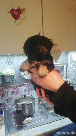 2 süße kleine yorkymixweloen