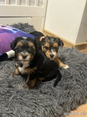 Yorkie-Mix Welpen