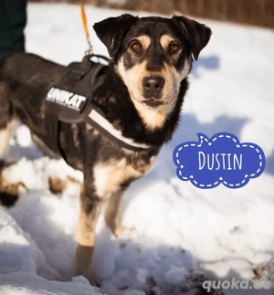 Dustin, junger Husky Labrador Mix