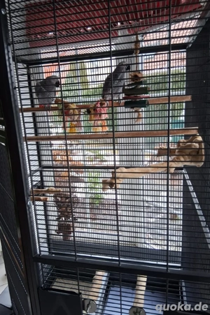 Graupapageien Pärchen 