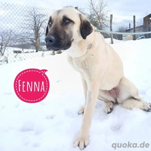 Fenna, junge und wunderhübsche Kangal Hündin