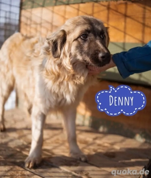 Denny, wunderhübscher Kuschelbär, Schäferhund Mix