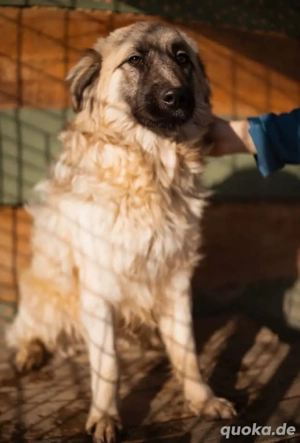 Denny, wunderhübscher Kuschelbär, Schäferhund Mix Bild 2