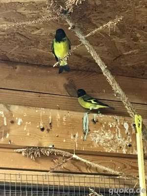 Magellanzeisig, Männchen, Zeisig