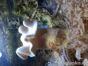 Korallenableger Pilzlederkoralle  groß 