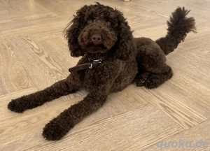 Kleinpudel Dame zu verkaufen