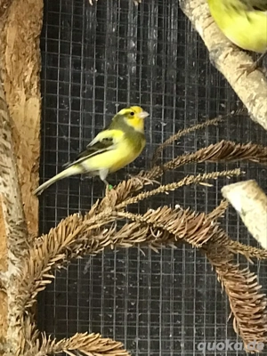 Kanarienvogel, Kanarienvögel 