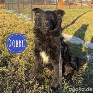 Dobri, junger Mischling Mudi, Border Collie und Kroatischer Schäferhund