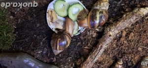 Lissachatina Fulica Babys 