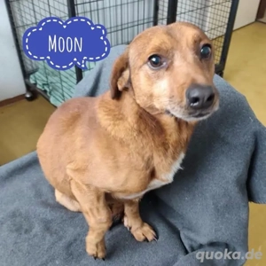 Moon, lieber und freundlicher Dackel Mix