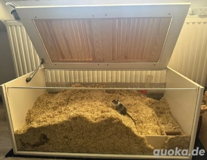 Wüstenrennmäuse + Gehege 