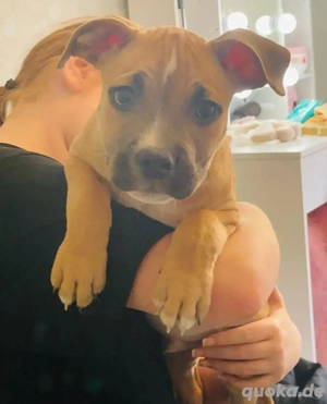 american bully rüde 10 wochen 