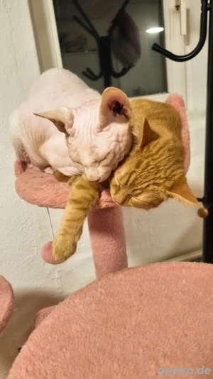 Kater sucht neues Zuhause 