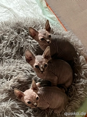 Sphynx Kitten 
