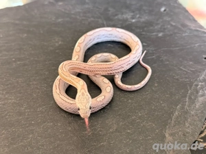 Kornnatter Nachzucht 1.0 Ghost Sunkissed Tessera Motley het.Amel