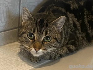 Kater sucht ein neues Zuhause 