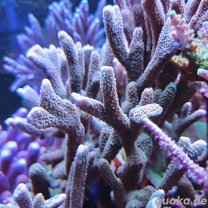 Montipora Silber grau