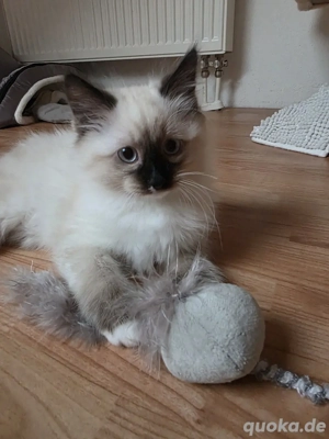 Siam Ragdoll Kitten