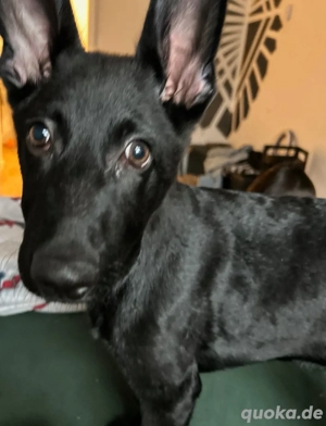 Süßer Welpe sucht ein neues, passendes Zuhause