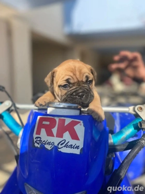 Französische Bulldoggen Welpen