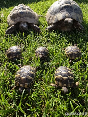 Griechische Landschildkröten